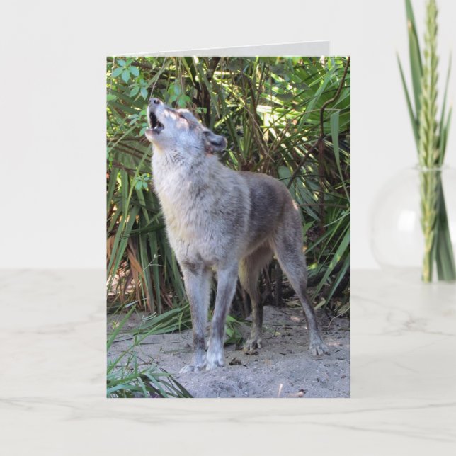 Cartão Howling Wolf Birthday Card (Frente)
