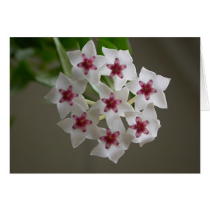 Cartão Hoya lanceolata ssp. bella