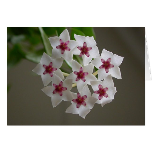 Cartão Hoya lanceolata ssp. bella (Frente Horizontal)