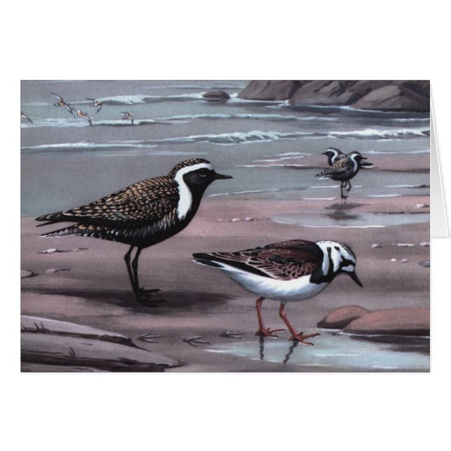 Cartão Hubert Weber's Plovers & Turnstones (Frente Horizontal)