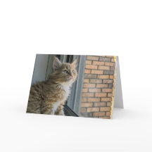 Huey olha para o mundo