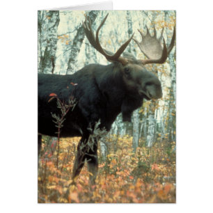 Cartão Huge Moose