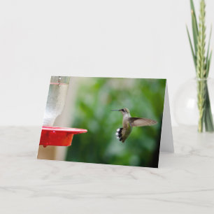 Cartão Humming bird