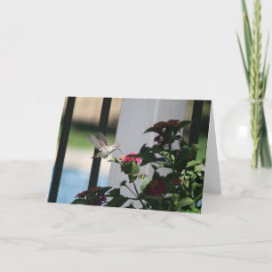 Cartão Humming Bird, Blank Card
