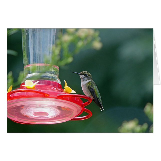 Cartão Hummingbird (Frente Horizontal)