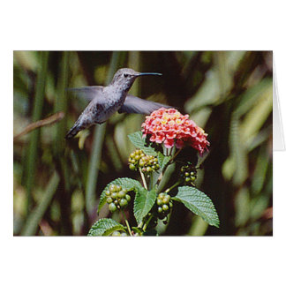 Cartão Hummingbird