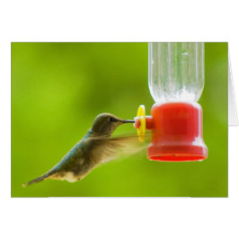 Cartão Hummingbird