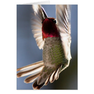 Cartão Hummingbird