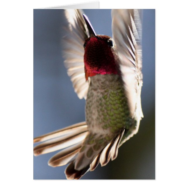 Cartão Hummingbird (Frente)