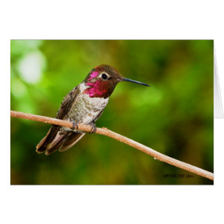 Cartão Hummingbird095