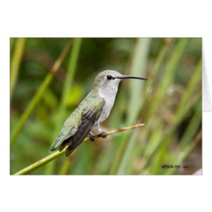 Cartão Hummingbird 069