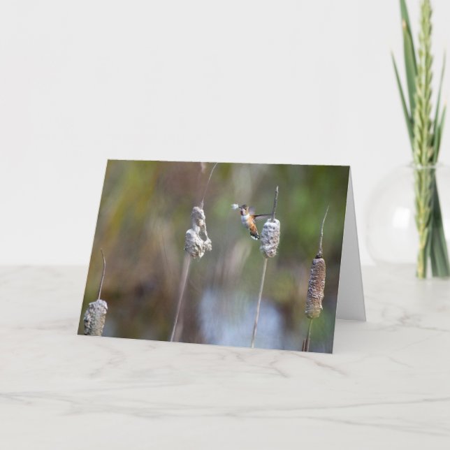 Cartão Hummingbird Coletando Cattail Notecard (Frente)