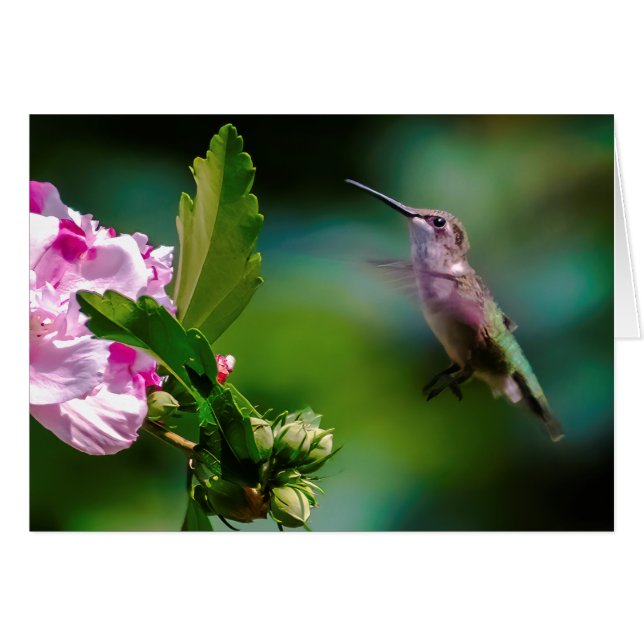 Cartão Hummingbird com garganta de rubi - Fotografia orig (Frente Horizontal)