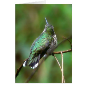 Cartão Hummingbird Do Verão