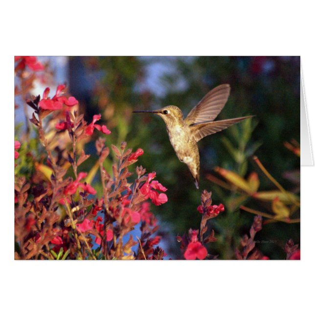 Cartão Hummingbird E Blooms (Frente Horizontal)