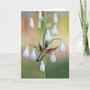Cartão Hummingbird E Summer Hyacinth