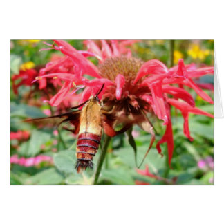 Cartão Hummingbird Moth
