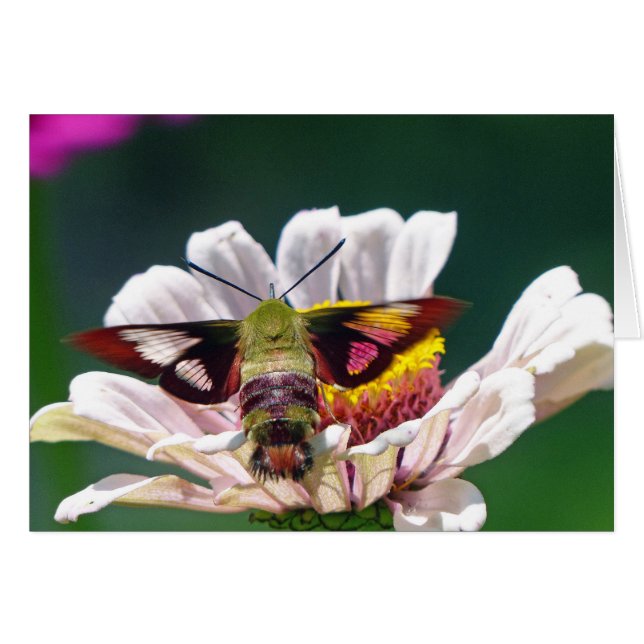 Cartão Hummingbird Moth (Frente Horizontal)