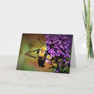 Cartão Hummingbird Moth, card
