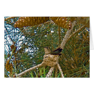 Cartão Hummingbird na Nest Photo