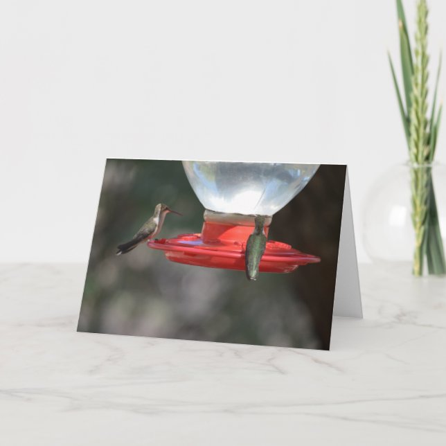 Cartão Hummingbird Notecard (Frente)