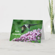 Hummingbird Pink Flowers Wildlife Foto Simpatia