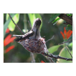 Cartão Hummingbird prepara seu ninho
