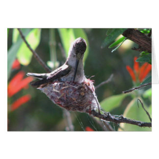 Cartão Hummingbird prepara seu ninho