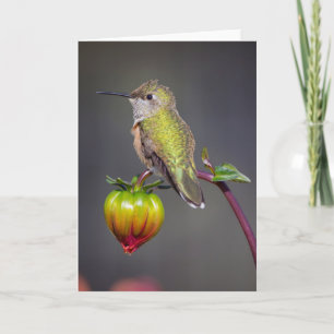 Cartão Hummingbird rests on flower bud