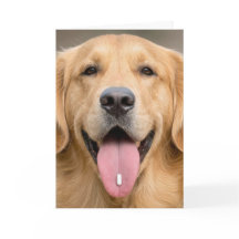 Humor de Aniversário de Golden Retriever