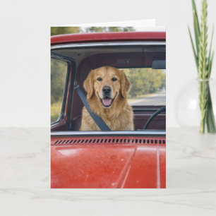Cartão Humor de Aniversário Golden Retriever Usando Cinto