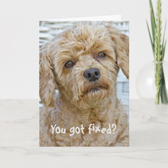 Cartão Humor de Vasectomia Canina (Frente)