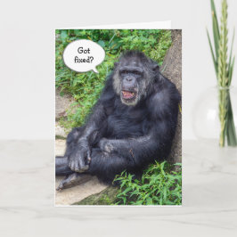 Cartão Humor de Vasectomia com Chimpanzé