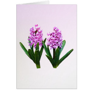 Cartão Hyacinth Duo rosa