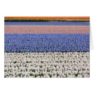 Cartão Hyacinth Field