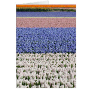 Cartão Hyacinth Field
