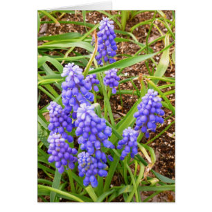 Cartão Hyacinth Grape