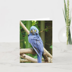 Cartão Hyacinth Macaw Notecard