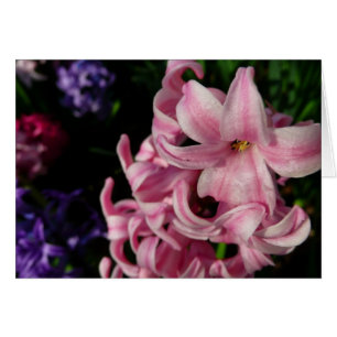 Cartão Hyacinth Primavera Floral rosa