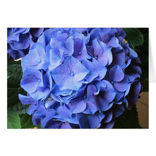Cartão Hydrangea (Frente Horizontal)