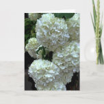 Cartão Hydrangea 2 do Snowball<br><div class="desc">Diversos snowball flores do hydrangea</div>