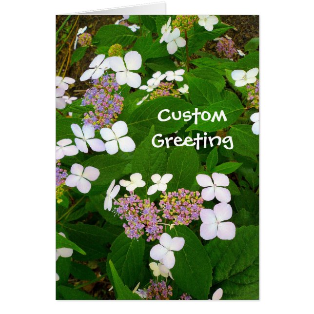 Cartão Hydrangea Aspera Modelo (Frente)