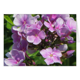 Cartão hydrangea cor-de-rosa