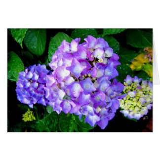 Cartão Hydrangea do verão