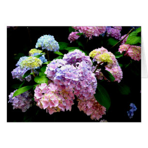 Cartão Hydrangea Gardens