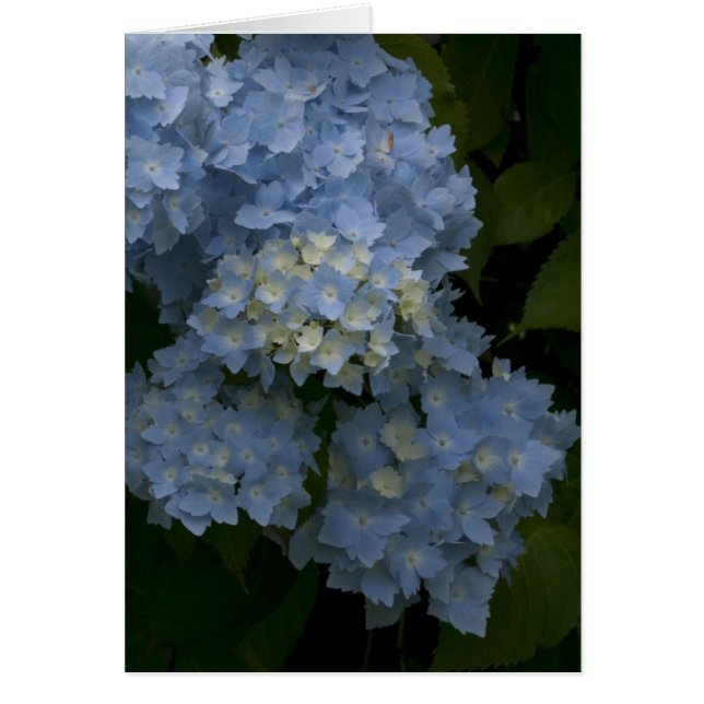 Cartão Hydrangeas (Frente)