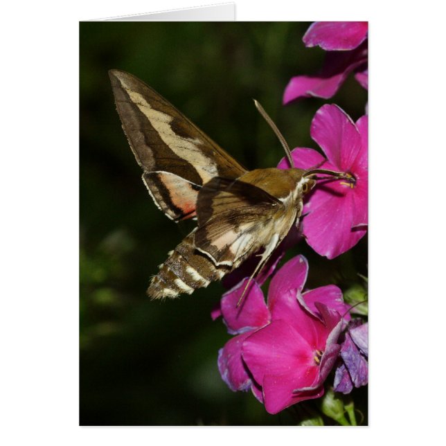 Cartão Hyles gallii (Frente)