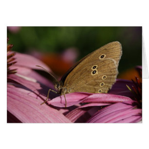 Cartão Hyperantus de Aphantopus