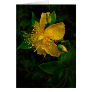 Cartão Hypernium