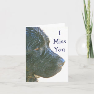 Cartão "I Miss You" Beautiful,Sad-looking Newfie Dog (pho